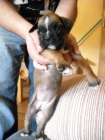 Boxer con pedigree - mejor precio | unprecio.es
