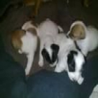 cuatro Jack Russell pupies saludable pupies para la venta - mejor precio | unprecio.es