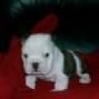 dulce Inglés bulldog.90 de euros - mejor precio | unprecio.es