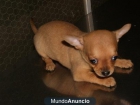 Excelente Cachorro chihuahua encantador para adopc - mejor precio | unprecio.es