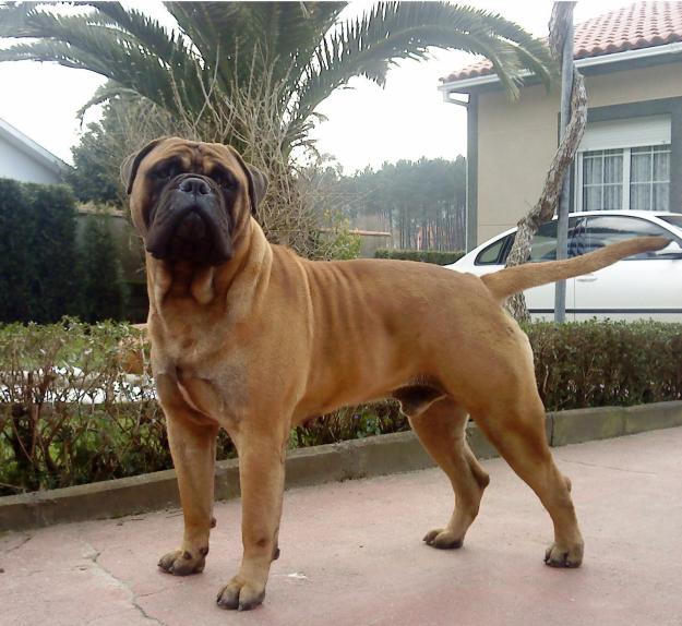 Excelente camada de Bullmastiff