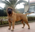 Excelente camada de Bullmastiff - mejor precio | unprecio.es