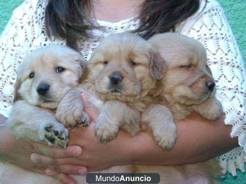 Hermosas Mascotas Golden RetrieverHermosas Mascotas Golden RetrieverHermosas Mascotas Golden Retriever