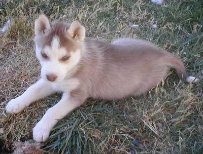 perfecto cachorro husky siberiano dispuestos a dar