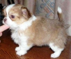 Precioso cachorrito Chihuahua120 - mejor precio | unprecio.es