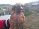 RESERVA tu cachorro de BOXER CON PEDIGREE 350 - mejor precio | unprecio.es