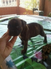Se vende cachorro Boxer - mejor precio | unprecio.es