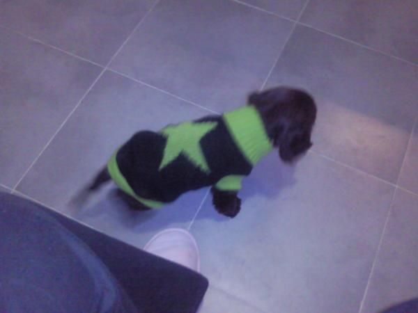 vendo cocker spaniel color marron chocolate