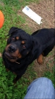 Shasa en adopción - mejor precio | unprecio.es