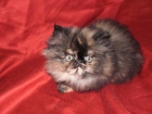 autenticos gatitos persas y exoticos - mejor precio | unprecio.es