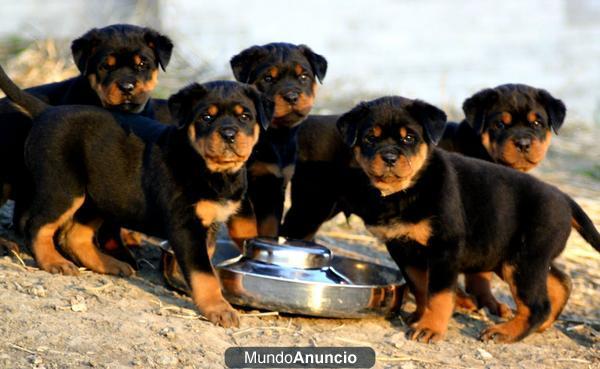 buenas buscan cachorros rotweiller para la adopción libre