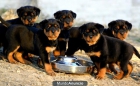 buenas buscan cachorros rotweiller para la adopción libre - mejor precio | unprecio.es