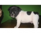 Bulldog Frances de Calidad - mejor precio | unprecio.es