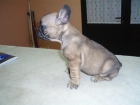 Bulldog Francés, pedigrèe impresionante, desde 390 - mejor precio | unprecio.es