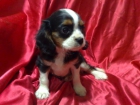 Cavalier cachorritos disponibles muy bonitos , machos y hembras - mejor precio | unprecio.es