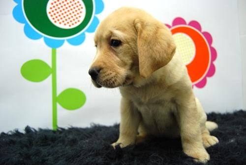 entrega inmediata_Cachorritos  labrador _ www.animalflower.com  a buen precio
