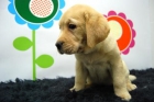 entrega inmediata_Cachorritos  labrador _ www.animalflower.com  a buen precio - mejor precio | unprecio.es