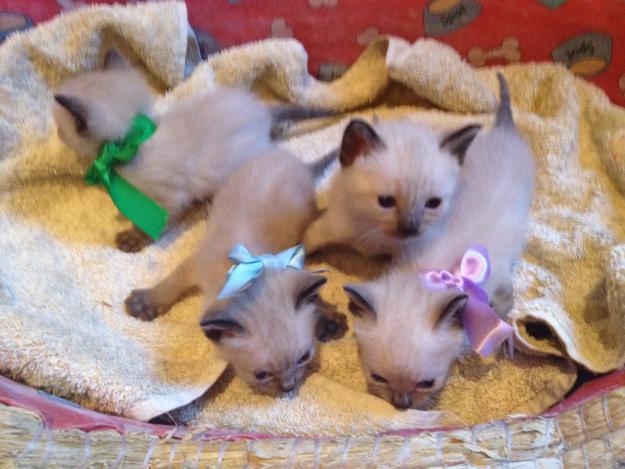 Gatitos 100 % siames
