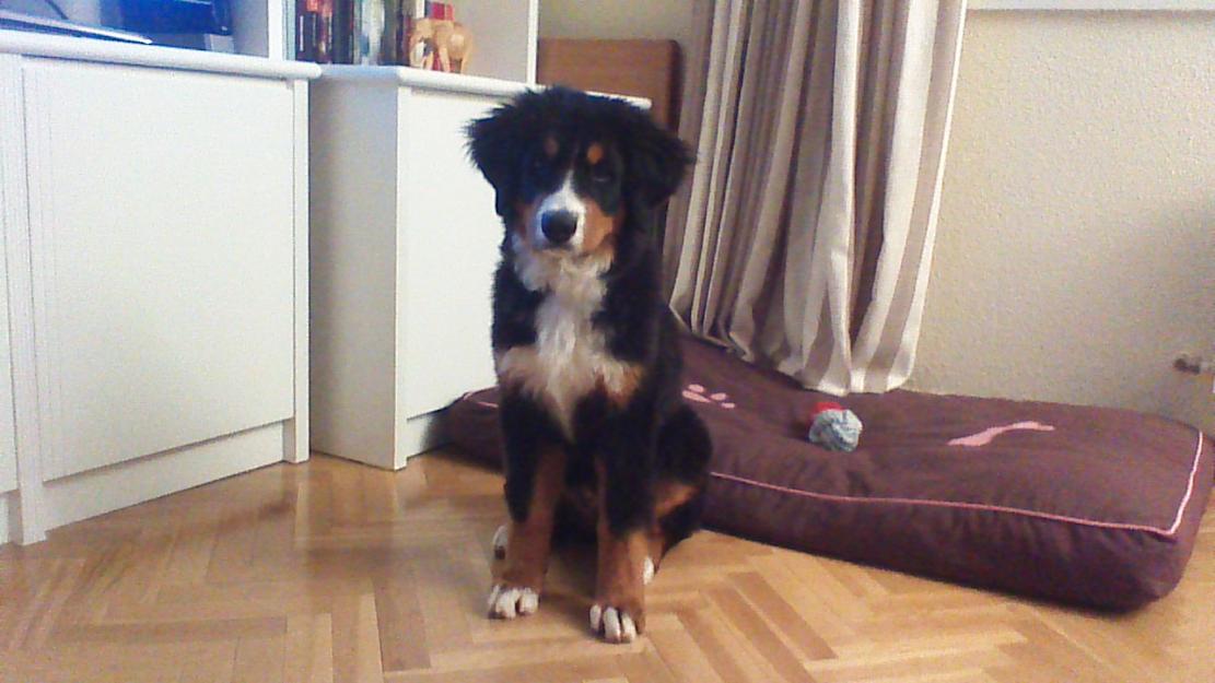 Hembra Boyero de Berna, 3 meses