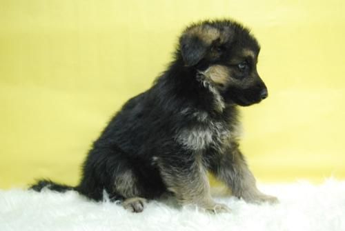 Pastor Alemanes Cachorretes de Belleza . Perfecto Caracter