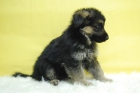 Pastor Alemanes Cachorretes de Belleza . Perfecto Caracter - mejor precio | unprecio.es