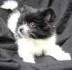 Pomerania cachorros en venta -