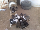 Se venden cachorros de Pastor del Cáucaso - mejor precio | unprecio.es