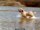 spinone italiano - mejor precio | unprecio.es