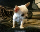 vendo chihuahuas toys - mejor precio | unprecio.es