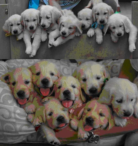 VENTA GOLDEN RETRIEVER, CAMADA DE 2 MESES