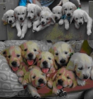 VENTA GOLDEN RETRIEVER, CAMADA DE 2 MESES - mejor precio | unprecio.es
