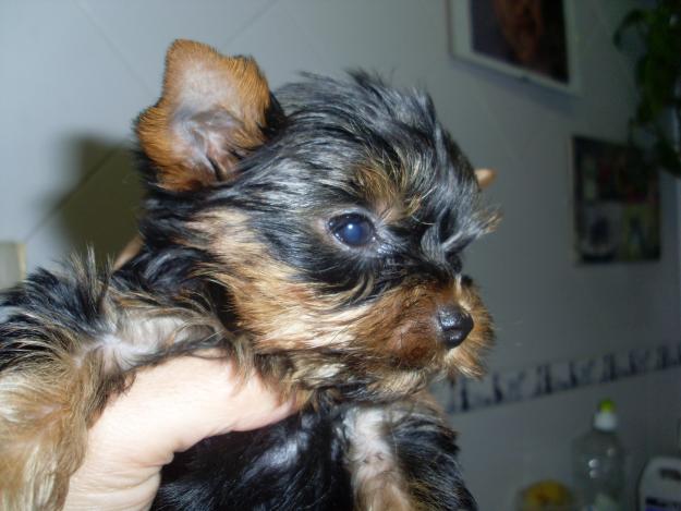 Yorkshire Terrier