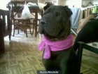 ADOPTAME ME LLAMO ROMEO - mejor precio | unprecio.es