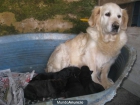 Cachorros de madre Golden y padre labrador preciosos,cariñosos obedientes - mejor precio | unprecio.es