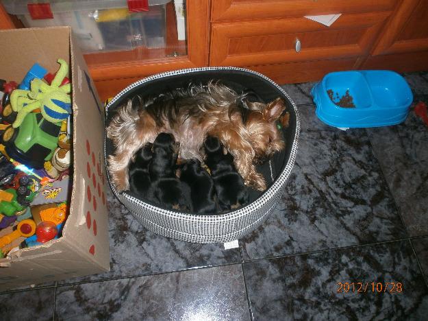 Camada de yorkshire terrier