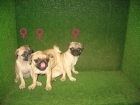 CARLINOS 380 euros cachorros  excelentes - mejor precio | unprecio.es
