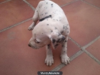 OFERTA DE CACHORRITAS DE DALMATA - mejor precio | unprecio.es