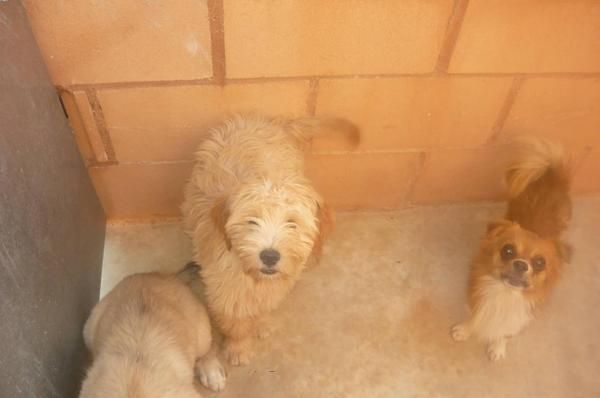 perro cachorro tamaño pequeño en adopcion