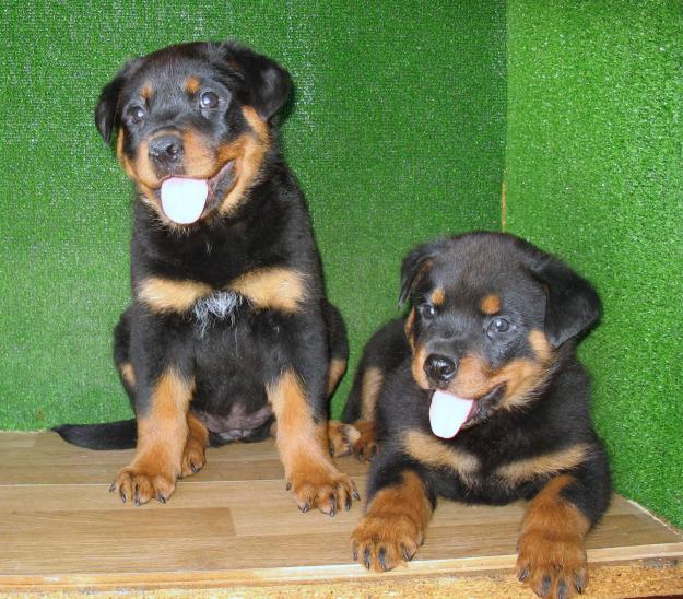ROTTWEILER impresionante 290€