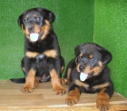 ROTTWEILER impresionante 290€ - mejor precio | unprecio.es