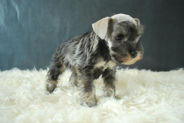 Schnauzer Miniatura Preciosos Cachorros Excelente camada