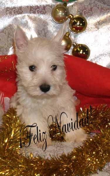 West higland ¡regala vida en navidad!