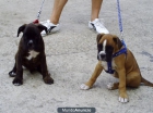 CACHORROS BOXER - mejor precio | unprecio.es