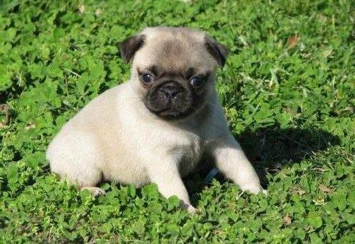 Cachorros de CARLINO TODOS LOS COLORES