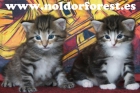Gatitos Bosque de Noruega 914596707 - mejor precio | unprecio.es