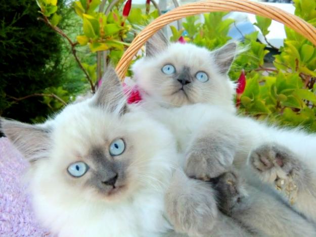 GATITOS SCOTTISH STRAIGHT (British) de pelo semilargo con PEDIGREE