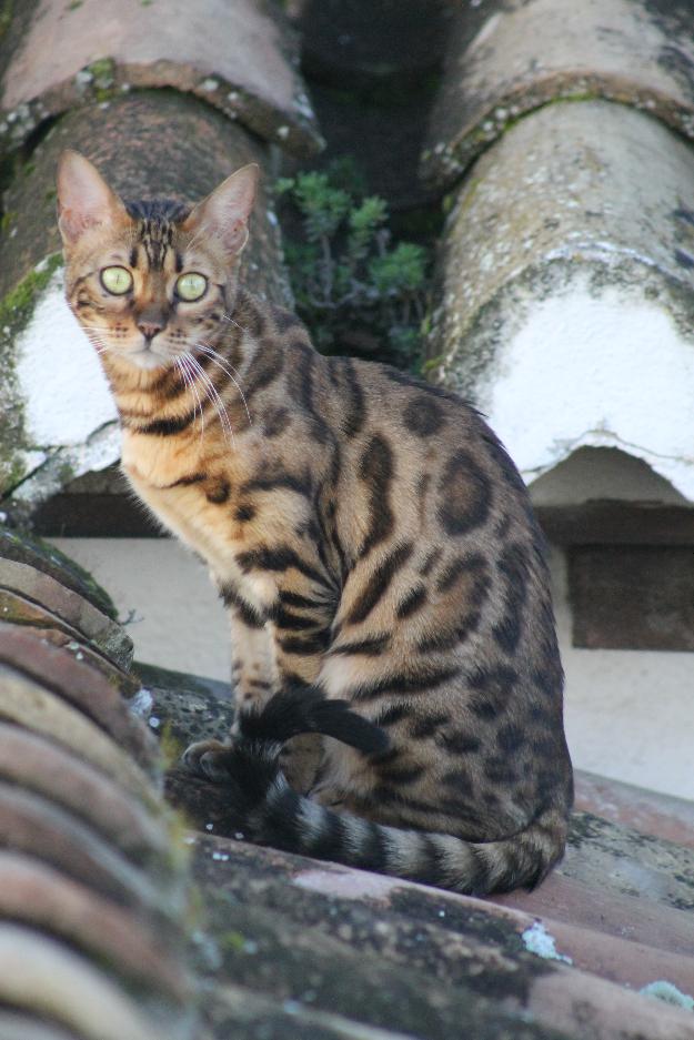 Gatos bengalies - treboadabengals