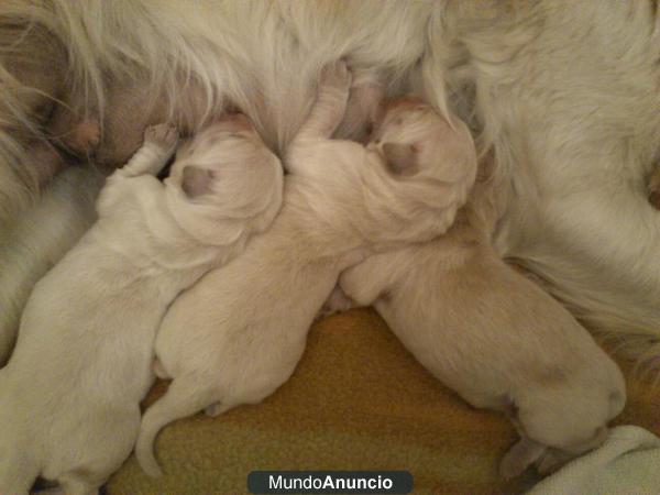 GOLDEN RETRIEVER