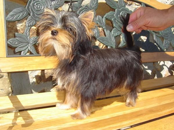 HEMBRITA DE 8 MESES DE YORKSHIRE TERRIER