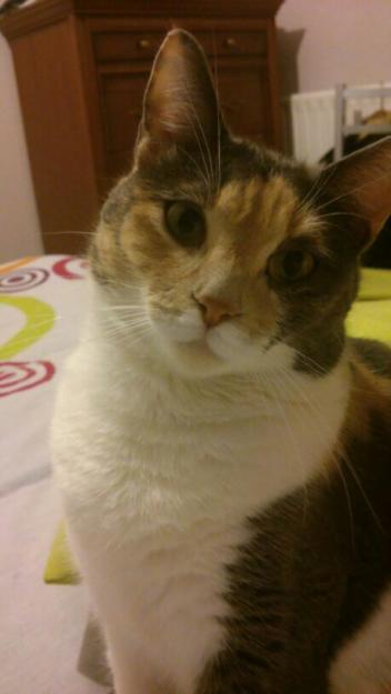 Necesito casa de acogida para mi gata